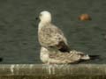 Goéland pontique Larus cachinnans