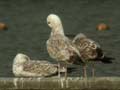 Goéland pontique Larus cachinnans