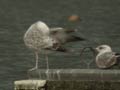 Goéland pontique Larus cachinnans