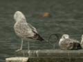 Goéland pontique Larus cachinnans