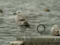 Goéland pontique Larus cachinnans