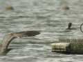 Goéland pontique Larus cachinnans