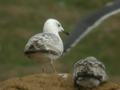 Goéland pontique Larus cachinnans