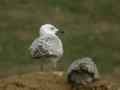 Goéland pontique Larus cachinnans