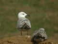 Goéland pontique Larus cachinnans