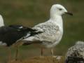 Goéland pontique Larus cachinnans