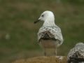 Goéland pontique Larus cachinnans