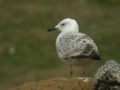 Goéland pontique Larus cachinnans