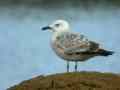 Goéland pontique Larus cachinnans