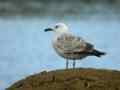 Goéland pontique Larus cachinnans