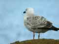 Goéland pontique Larus cachinnans