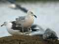 Goéland pontique Larus cachinnans