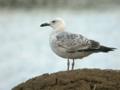 Goéland pontique Larus cachinnans