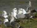 Goéland pontique Larus cachinnans