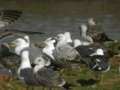 Goéland pontique Larus cachinnans