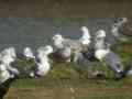 Goéland pontique Larus cachinnans