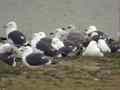 Goéland pontique Larus cachinnans