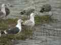 Goéland pontique Larus cachinnans