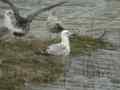 Goéland pontique Larus cachinnans