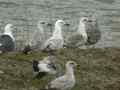 Goéland pontique Larus cachinnans