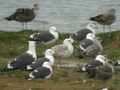 Goéland pontique Larus cachinnans