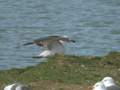 Goéland pontique Larus cachinnans