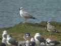 Goéland pontique Larus cachinnans