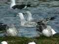 Goéland pontique Larus cachinnans