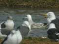 Goéland pontique Larus cachinnans