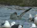 Goéland pontique Larus cachinnans