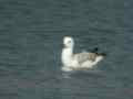 Goéland pontique Larus cachinnans