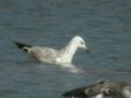 Goéland pontique Larus cachinnans