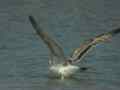 Goéland pontique Larus cachinnans