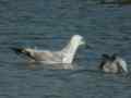 Goéland pontique Larus cachinnans