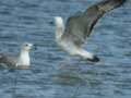 Goéland pontique Larus cachinnans