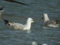 Goéland pontique Larus cachinnans