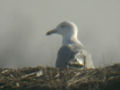 Goéland pontique Larus cachinnans