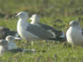 Goéland pontique Larus cachinnans