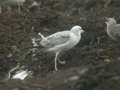 Goéland pontique Larus cachinnans