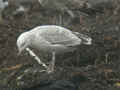 Goéland pontique Larus cachinnans