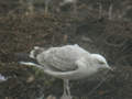 Goéland pontique Larus cachinnans