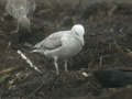 Goéland pontique Larus cachinnans