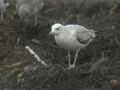 Goéland pontique Larus cachinnans