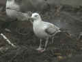 Goéland pontique Larus cachinnans