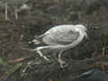 Goéland pontique Larus cachinnans