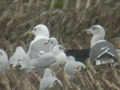 Goéland pontique Larus cachinnans