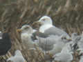 Goéland pontique Larus cachinnans