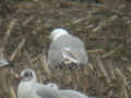 Goéland pontique Larus cachinnans