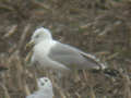 Goéland pontique Larus cachinnans