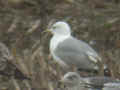 Goéland pontique Larus cachinnans